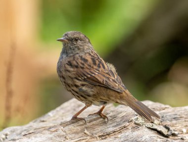 Küçük kahverengi kuş, Dunnock, genellikle çit serçesi olarak adlandırılır. Yaşlı bir ağaç kütüğünün üzerinde duran güzel ve detaylı desenli tüyleri gösterir.