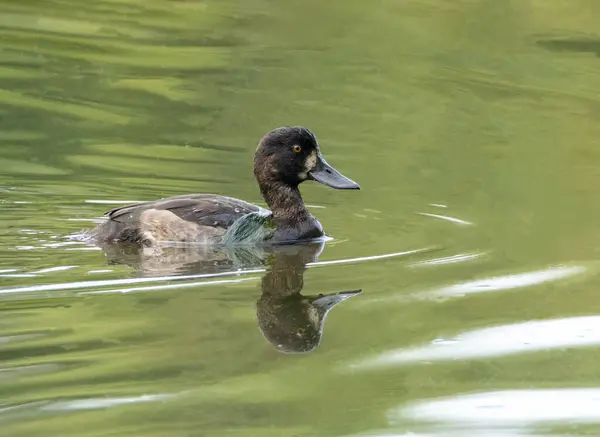 Samice Chocholatá Kachna Vodní Ptactvo Plavání Rybníku Vodou Vypadající Zeleně — Stock fotografie