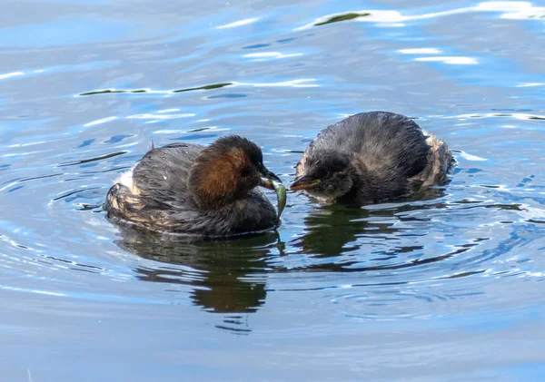 Parent and baby bird, little grebe, dabchicks in the pond.  Th parent little grebe is fishing and catching small sprat fish and feeding the baby