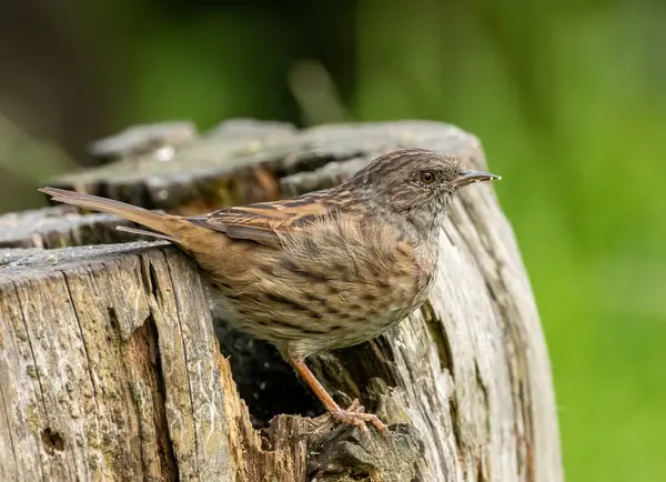 Küçük kahverengi kuş, Dunnock, genellikle çit serçesi olarak adlandırılır. Yaşlı bir ağaç kütüğünün üzerinde duran güzel ve detaylı desenli tüyleri gösterir.