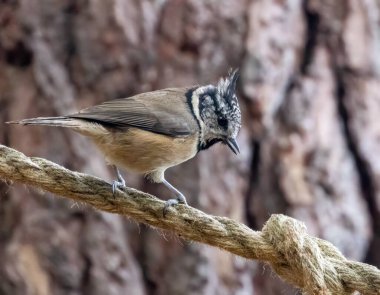 Very rare scottish highlands bird, the crested tit in the woodland