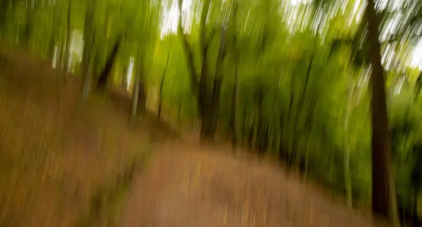 ICM - intentional camera movement style of a path in the woodland