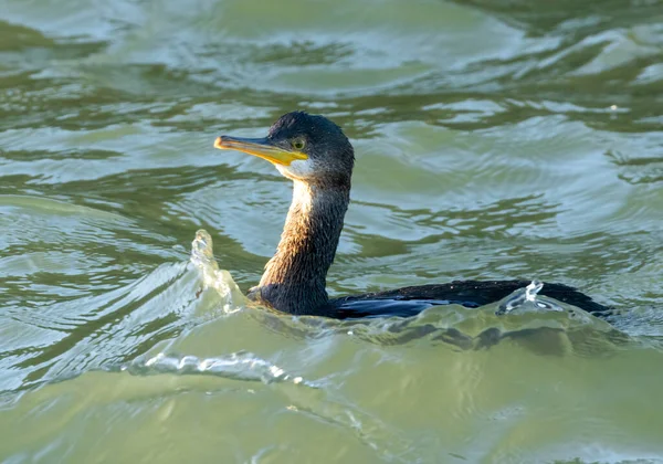 Close up of a sea bird swimming in the sea