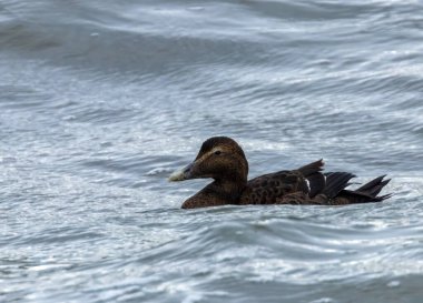 Dişi Eider ördeği denizde yüzüyor