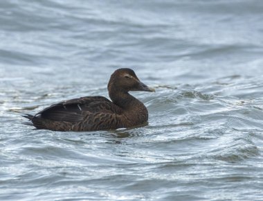 Dişi Eider ördeği denizde yüzüyor