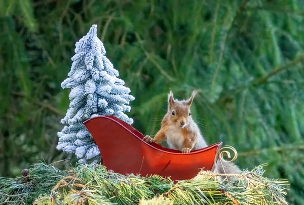 Noel ormanlık sahnesinde küçük bir İskoç kırmızı sincabı ve Noel Baba 'nın kırmızı kızağı