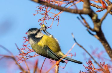 Little blue tit bird hanging upside down on a single rowan tree berry