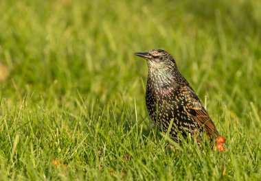 Sığırcık kuşu otların arasında kırmızı yaban mersini yiyor.