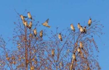 Parlak mavi gökyüzü olan bir ağacın tepesindeki bohem kanat sürüsü.