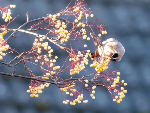 Bohemian waxwing bird eating berries from a rowan tree