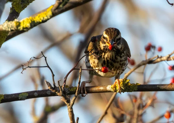 Redwing migratory bird eating a red rowan tree berry