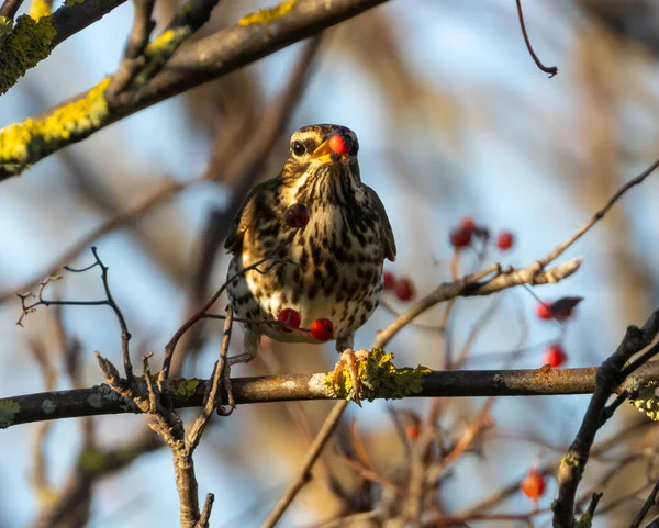 Redwing migratory bird eating a red rowan tree berry