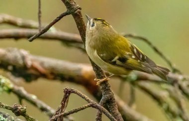 İngiltere 'nin en küçük kuşu, altın tepe, ormandaki dallar arasında yiyecek arıyor.