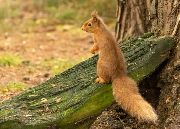 Aranyos Kis Skót Vörös Mókus Erdőben — Stock Fotó