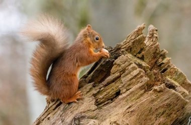 Ormanda doğal orman geçmişi olan şirin küçük İskoç kızıl sincabı. 