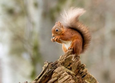 Ormanda doğal orman geçmişi olan şirin küçük İskoç kızıl sincabı. 