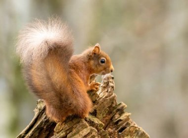 Ormanda doğal orman geçmişi olan şirin küçük İskoç kızıl sincabı. 