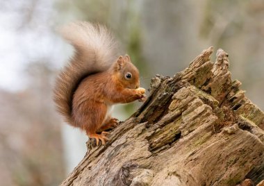 Ormanda doğal orman geçmişi olan şirin küçük İskoç kızıl sincabı. 