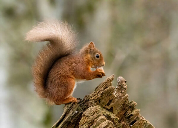 Cute little scottish red squirrel in the woodland with natural forest background 