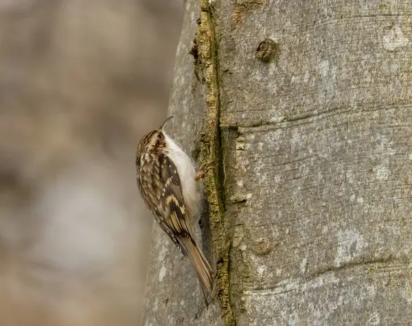 Small tree creeper bird on a tree trunk in the forest