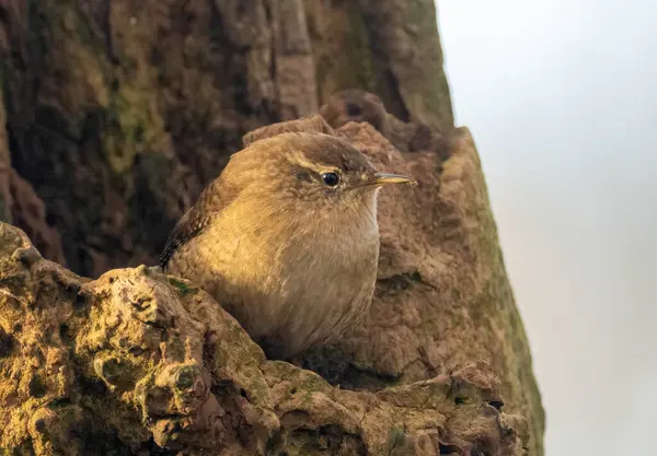 Tiny wren bird searching for bugs in old wooden tree trunks