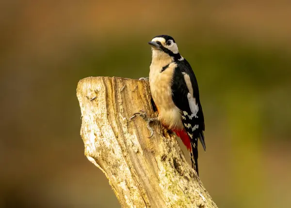 Close up a great spotted woodpecker in the woodland with natural forest background