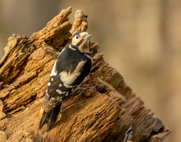 Close up a great spotted woodpecker in the woodland with natural forest background
