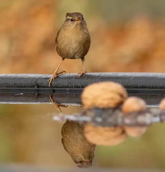 Tiny wren bird looking into the water with beautiful reflection