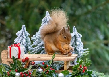 Kızak ve İskoç kırmızı sincabı ile Noel ormanlık alanı 