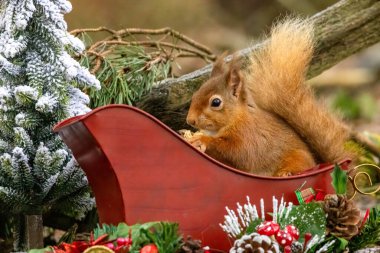 Kızak ve İskoç kırmızı sincabı ile Noel ormanlık alanı 