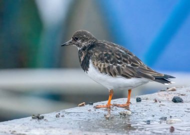 Turnstone sahil kuşu güzel detaylı tüyleriyle limanda yiyecek arıyor.