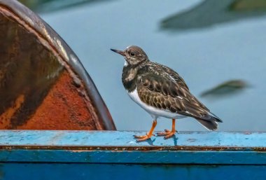 Turnstone sahil kuşu güzel detaylı tüyleriyle limanda yiyecek arıyor.