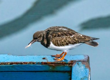 Turnstone sahil kuşu güzel detaylı tüyleriyle limanda yiyecek arıyor.