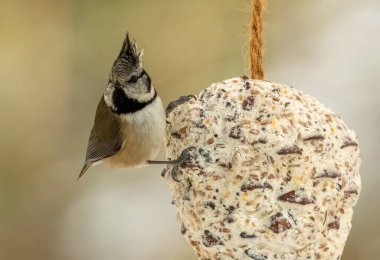 Rare scottish highlands bird, crested tit, on a suet cone feeder