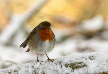 Karlı Noel sahnesinde Robin Redchest