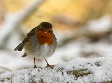 Karlı Noel sahnesinde Robin Redchest