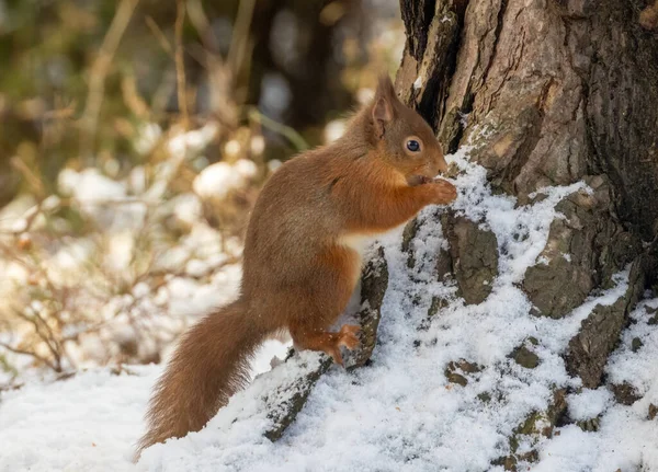 Cute Little Scottish Red Squirrel Snow Forest — Stock Photo, Image