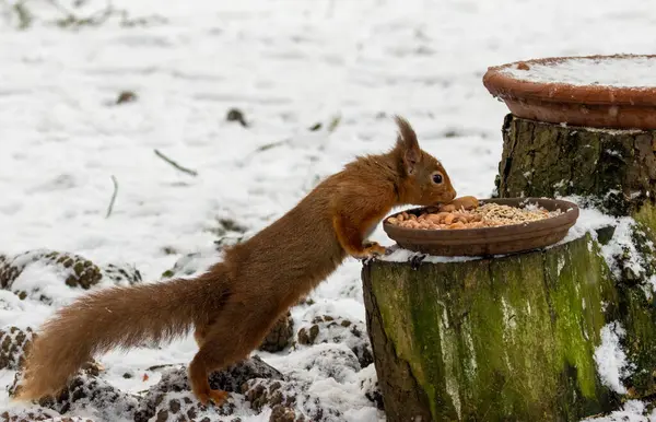 Esquilo Vermelho Escocês Pequeno Bonito Neve Floresta — Fotografia de Stock