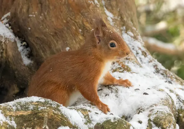 Cute Little Scottish Red Squirrel Snow — Stock Photo, Image