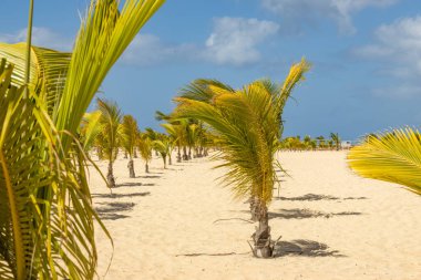 Cape Verde 'de mavi gökyüzü olan egzotik kumlu plajda ve denizde palmiye ağaçları