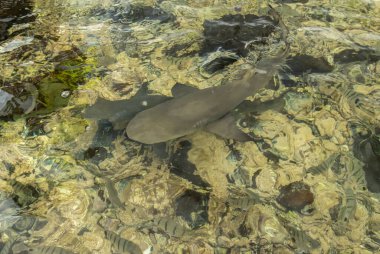 Cape Verde 'de limon köpekbalığı yüzüyor.