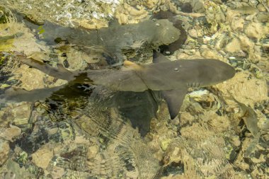 Limon köpekbalığı, Cape Verde 'deki açık sularda yüzüyor.