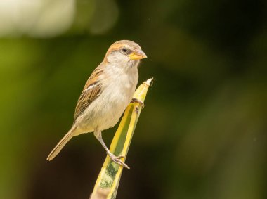 Lago serçesi, ya da Sal Adası 'ndaki güneş ışığındaki Cape Verde serçesi.