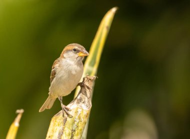 Lago serçesi, ya da Sal Adası 'ndaki güneş ışığındaki Cape Verde serçesi.