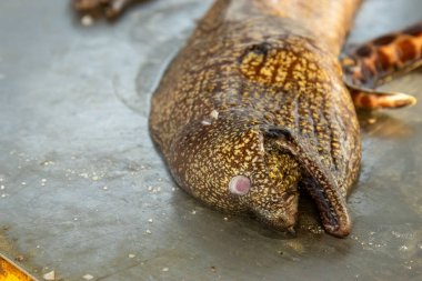 Dev çirkin yılanbalığı balık pazarında yakalandı.
