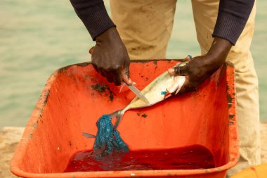 Balık pazarında taze balık fileto ediliyor ve temizleniyor.