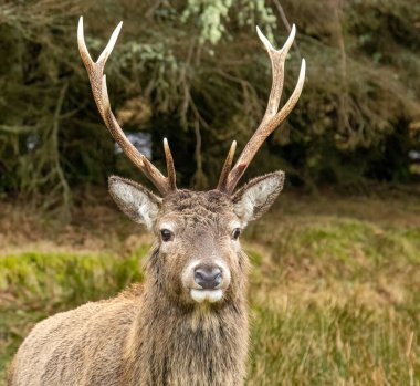 Glencoe, İskoçya 'da boynuzlu kızıl geyik geyiğine yakın durun.