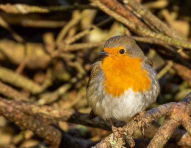 Doğal arkaplanı olan bir dala tünemiş bir nar bülbülü yaklaş.