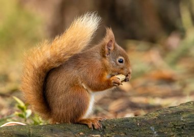 Ormanda fındık yiyen küçük, aç bir İskoç kırmızı sincabına yaklaş.