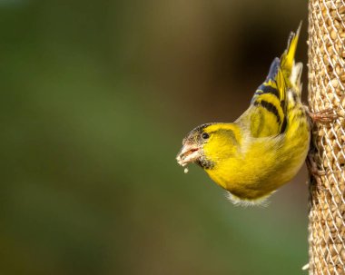 Bir kuş yemliğinden tohum yiyen parlak renkli bir kuş derisi kuşa yaklaş.